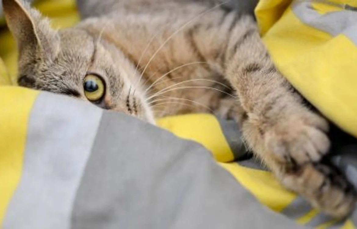 Під Києвом біля супермаркету задушили кота: поліція розпочала розслідування