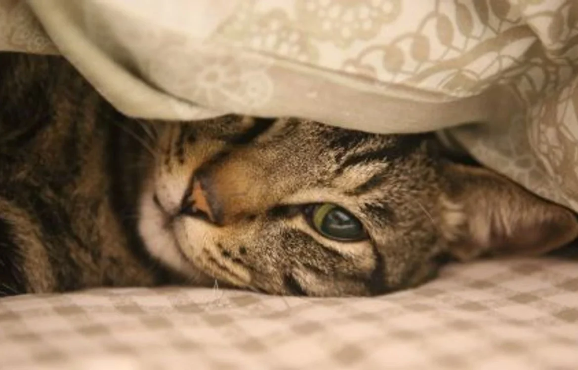 Вбивство кота біля супермаркету під Києвом: поліція затребувала запис з відеокамери