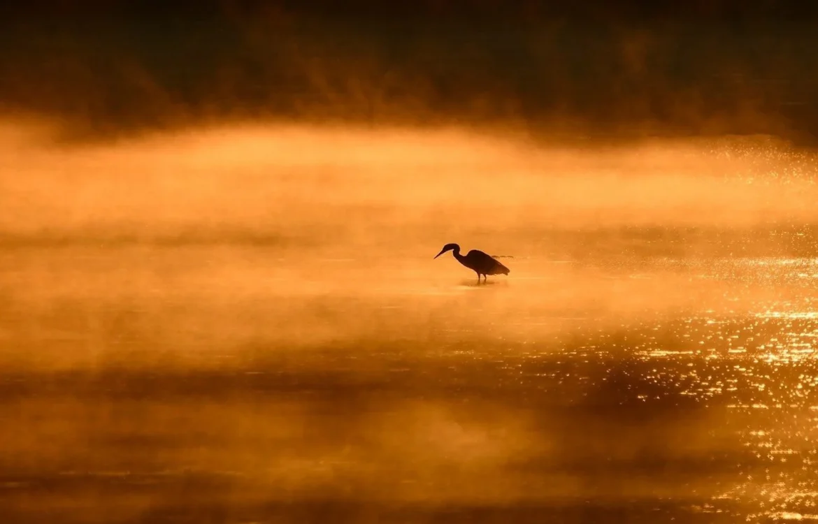 Популяції понад половини видів птахів у світі скорочуються через вирубку лісів - The Guardian