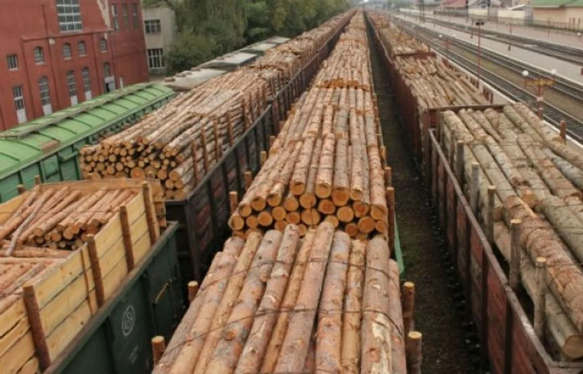 В Україні тимчасово заборонили експорт необробленої деревини