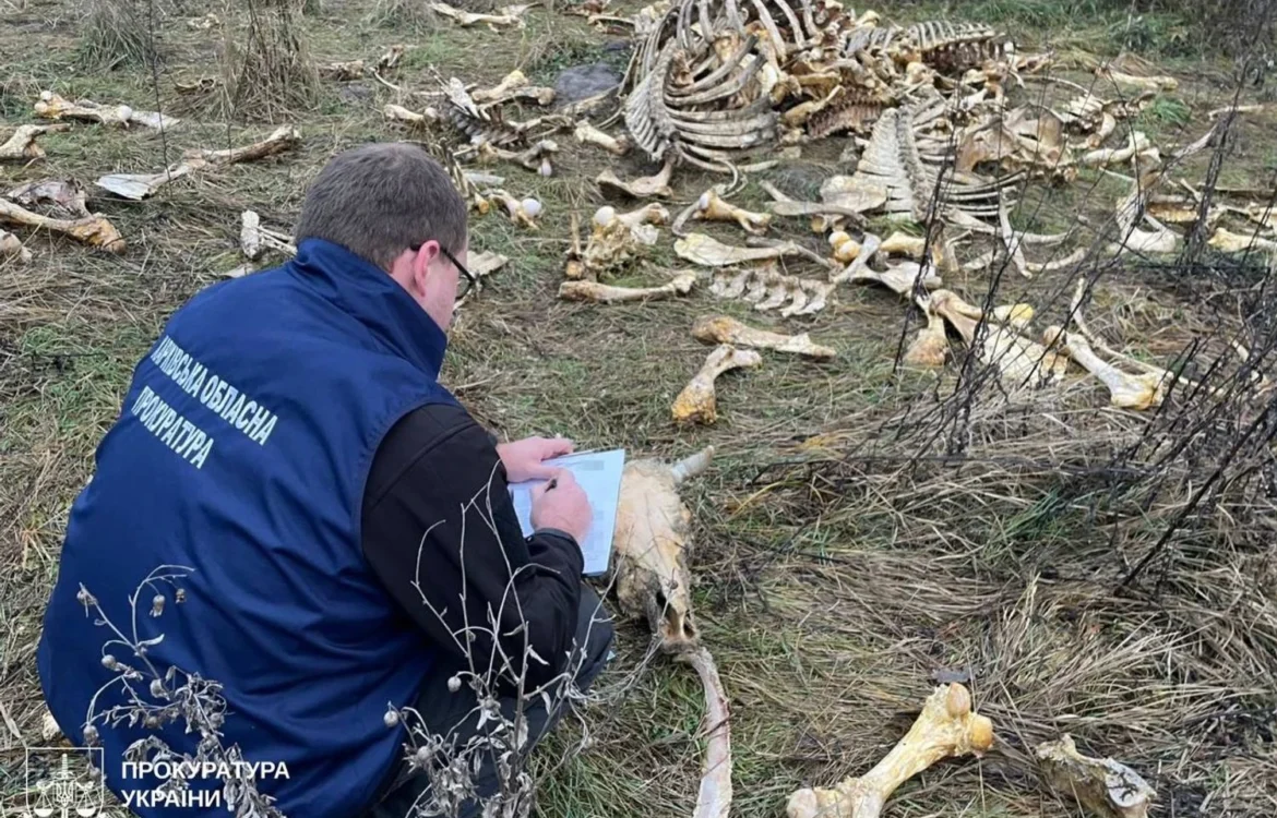 Масовий скид кісток великої рогатої худоби виявлено на Харківщині: місцеві скаржаться на сморід, а правоохоронці шукають причетних