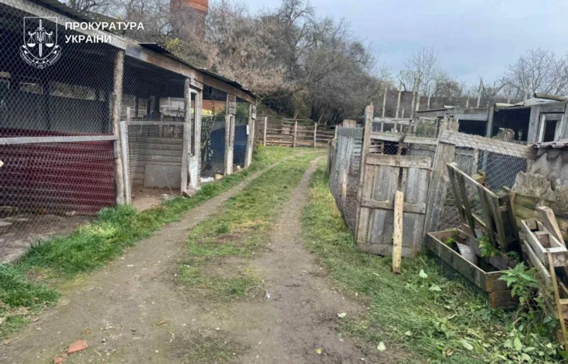 З вольєру приватного центру у Хмельницькому втекло дві левиці: прокуратура розпочала кримінальне провадження