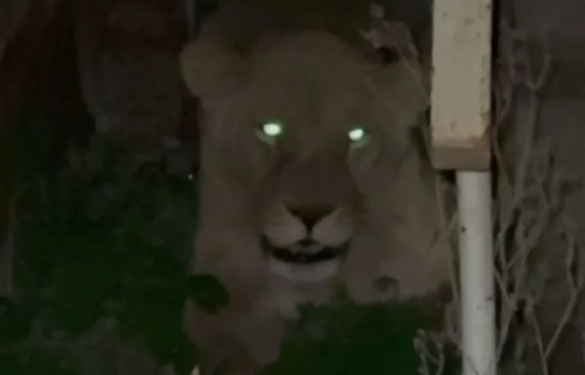 Патрульні Хмельницького показали кадри пошуків левиць, що втекли з реабілітаційного центру