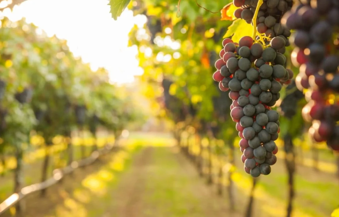 Франція виділить 150 млн доларів на вирубку виноградників через падіння попиту на вино - Bloomberg