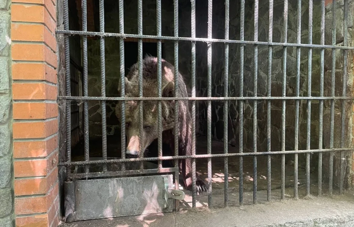 Під Києвом розслідують жорстоке поводження із двома ведмедицями у ландшафтному парку: що відомо