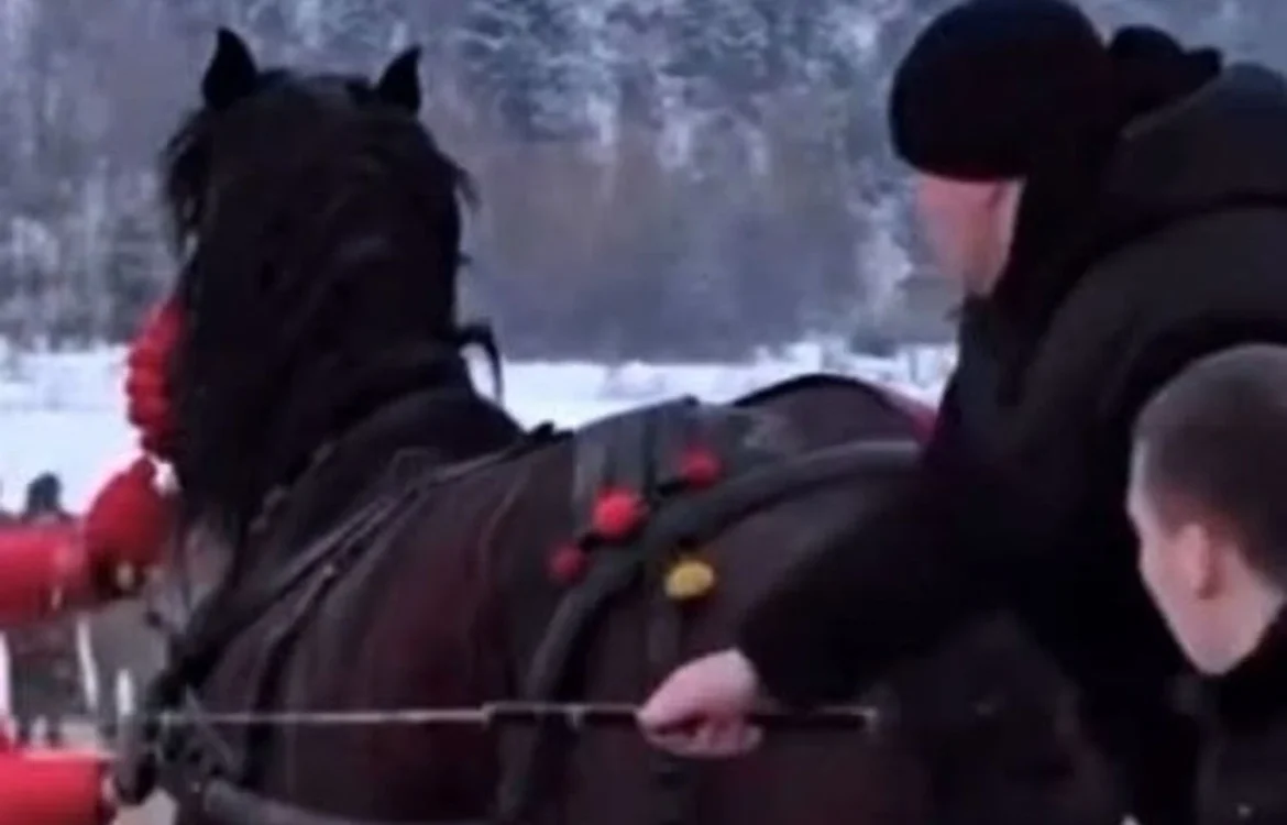 Зоозахисники заявили, що коней змушували тягати колоди та шмагали палками на фестивалі на Прикарпатті. Поліція перевіряє