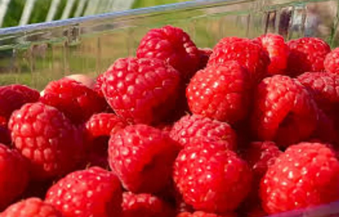 Україна значно скоротила обсяги виробництва й експорту малини у 2025 році