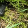 Застрелив двох людей та намагався втекти - у Києві затримали працівника СТО з Грузії